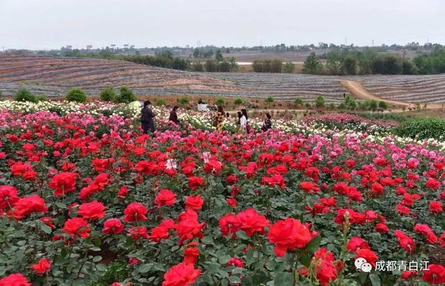 天府玫瑰谷！，天府玫瑰谷图片（距离成都主城区仅20公里）