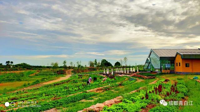 天府玫瑰谷！，天府玫瑰谷图片（距离成都主城区仅20公里）