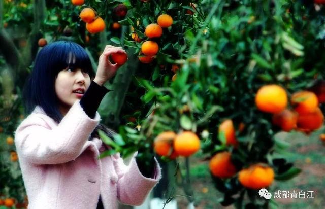 天府玫瑰谷！，天府玫瑰谷图片（距离成都主城区仅20公里）