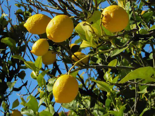 新鲜柠檬怎么吃，新鲜柠檬的吃法大全（直接兑水喝、拌沙拉，真方便）