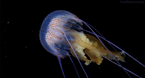 海蜇头怎么处理，海蜇头凉拌太硬了处理方法（这种神秘的海产品随着入伏走来了~）