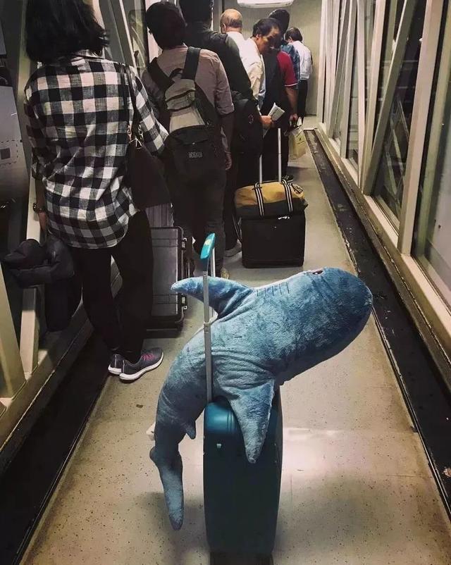 小鲨鱼表情包，微信头像，小鲨鱼表情包（这只丧萌鲨鱼就是我本人吧）