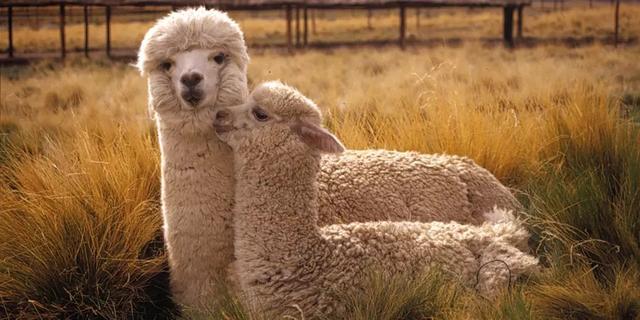 骆驼品种和分布及数量，中国骆驼分布地及数量（神兽到底有几）