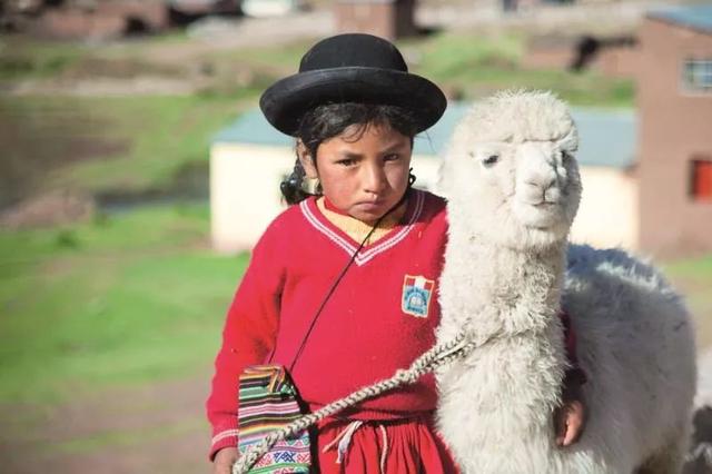 骆驼品种和分布及数量，中国骆驼分布地及数量（神兽到底有几）