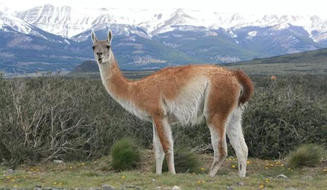 骆驼品种和分布及数量，中国骆驼分布地及数量（神兽到底有几）