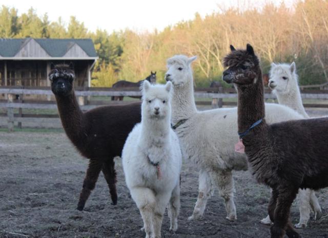 骆驼品种和分布及数量，中国骆驼分布地及数量（神兽到底有几）