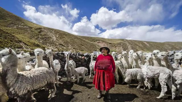 骆驼品种和分布及数量，中国骆驼分布地及数量（神兽到底有几）