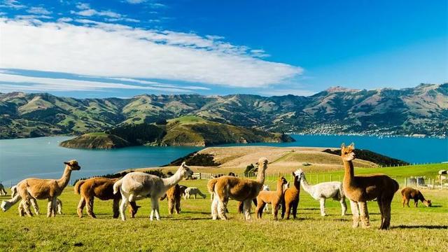 骆驼品种和分布及数量，中国骆驼分布地及数量（神兽到底有几）