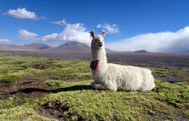 骆驼品种和分布及数量，中国骆驼分布地及数量（神兽到底有几）