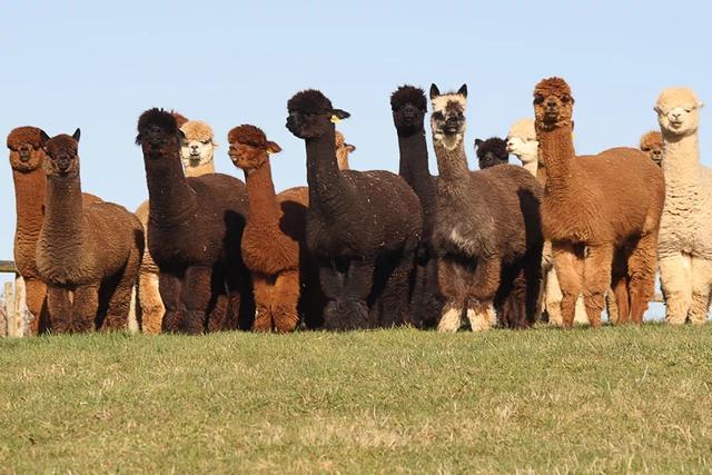 骆驼品种和分布及数量，中国骆驼分布地及数量（神兽到底有几）