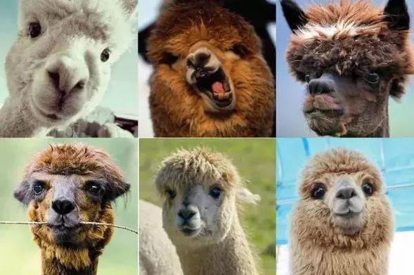 骆驼品种和分布及数量，中国骆驼分布地及数量（神兽到底有几）