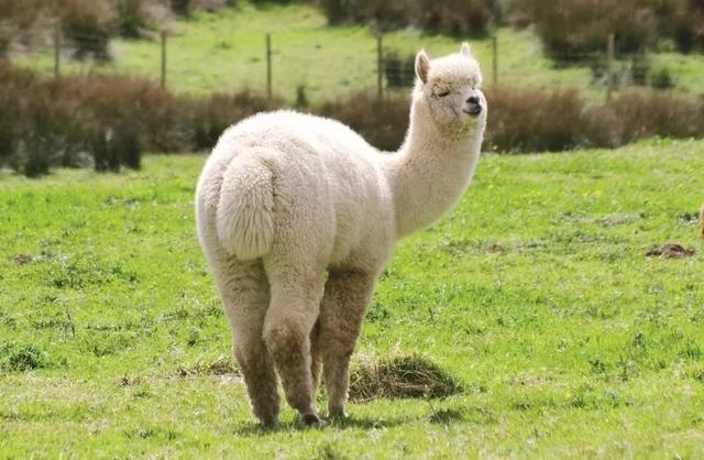 骆驼品种和分布及数量，中国骆驼分布地及数量（神兽到底有几）