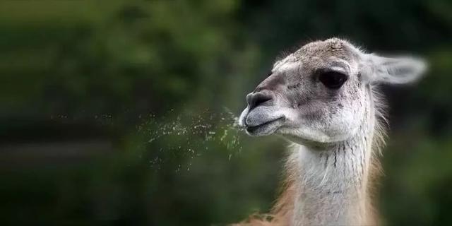 骆驼品种和分布及数量，中国骆驼分布地及数量（神兽到底有几）