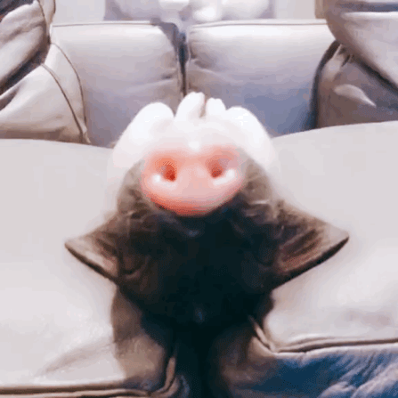 三只小猪盖房子的故事告诉我们什么道理，三只小猪盖房子的故事主要讲了什么（曾经连我都上了它的萌当）