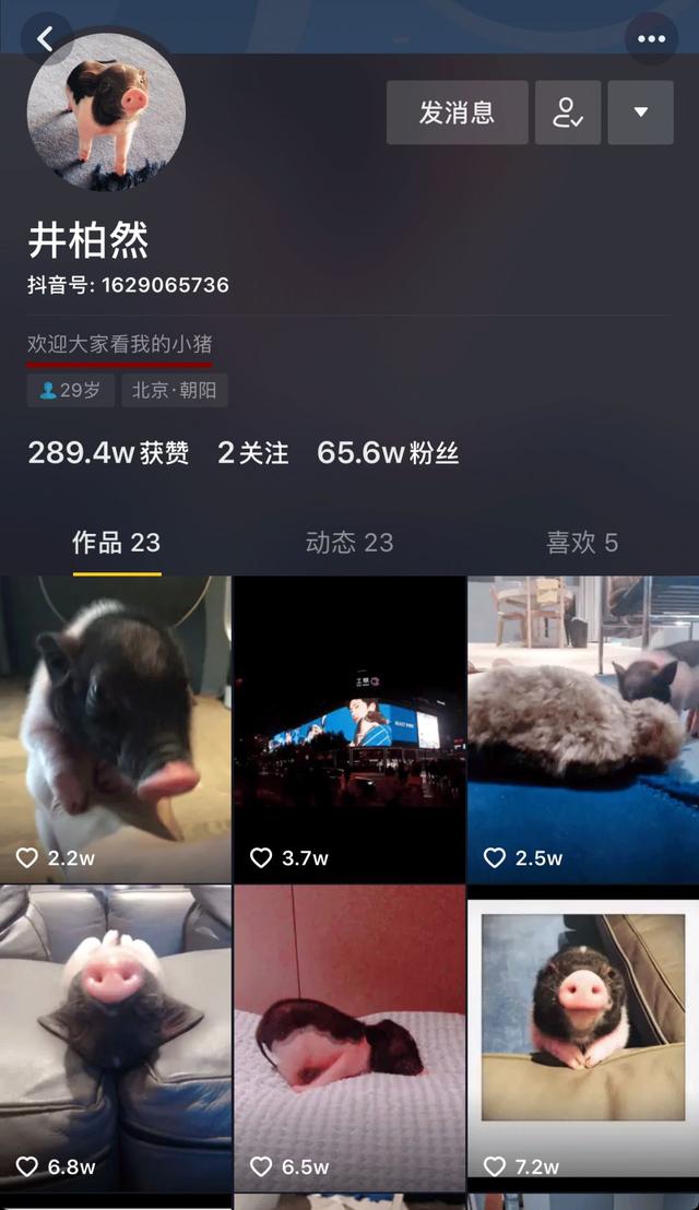 三只小猪盖房子的故事告诉我们什么道理，三只小猪盖房子的故事主要讲了什么（曾经连我都上了它的萌当）