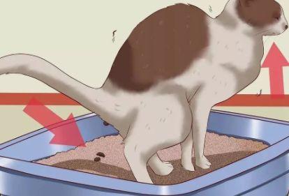 给猫最快解决便秘，给猫咪最快解决便秘的方法大集合（猫咪便秘了？别急，这样做！）