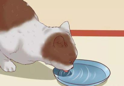 给猫最快解决便秘，给猫咪最快解决便秘的方法大集合（猫咪便秘了？别急，这样做！）