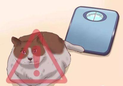 给猫最快解决便秘，给猫咪最快解决便秘的方法大集合（猫咪便秘了？别急，这样做！）