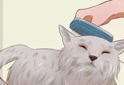 给猫最快解决便秘，给猫咪最快解决便秘的方法大集合（猫咪便秘了？别急，这样做！）