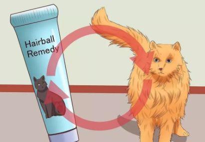 给猫最快解决便秘，给猫咪最快解决便秘的方法大集合（猫咪便秘了？别急，这样做！）