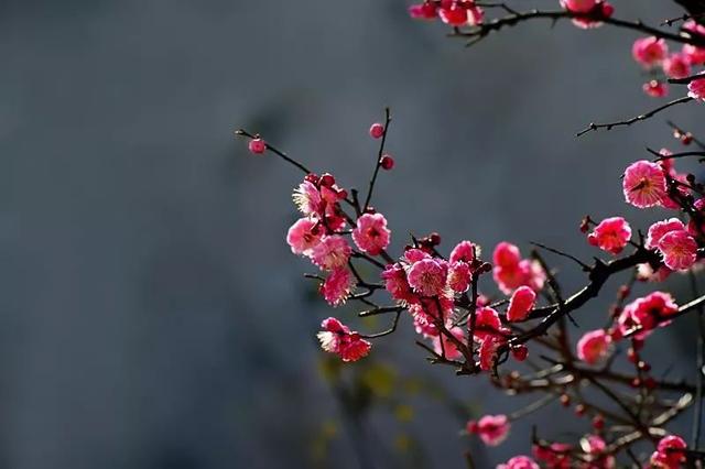 梅花十大经典诗句，写尽梅花傲雪风骨