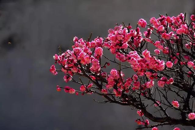 梅花十大经典诗句，写尽梅花傲雪风骨