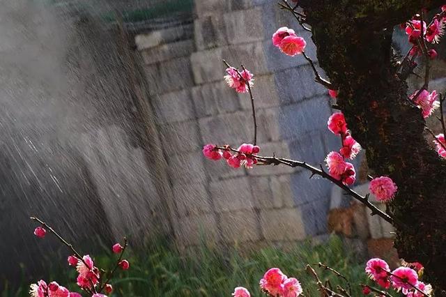 梅花十大经典诗句，写尽梅花傲雪风骨