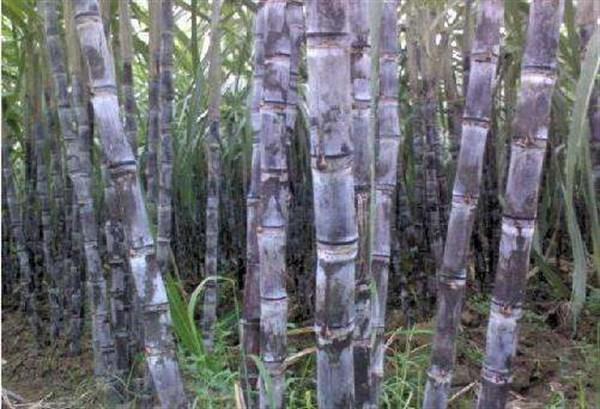 补铁的食物和水果，吃什么东西补铁（甘蔗补铁，雄踞“冠军”宝座）