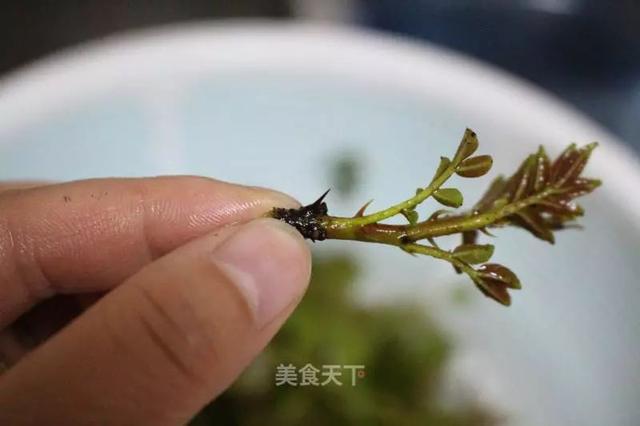 花椒芽的做法大全，很有特色的云南家常菜哦