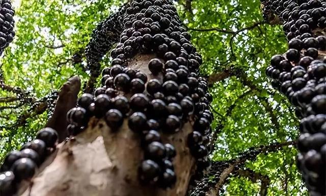 passionfruit，鼓浪屿上有卖一种很酸的水果叫什么（南美奇葩水果图鉴）