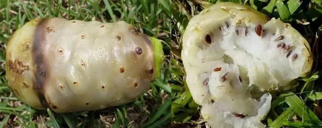 passionfruit，鼓浪屿上有卖一种很酸的水果叫什么（南美奇葩水果图鉴）