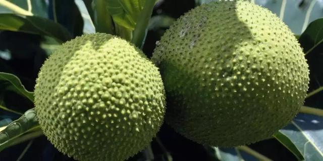 passionfruit，鼓浪屿上有卖一种很酸的水果叫什么（南美奇葩水果图鉴）