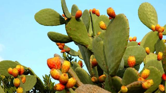 passionfruit，鼓浪屿上有卖一种很酸的水果叫什么（南美奇葩水果图鉴）