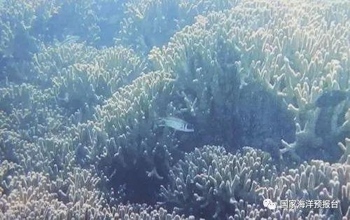 世界第一海洋蓝洞，三沙发现神秘海洋蓝洞