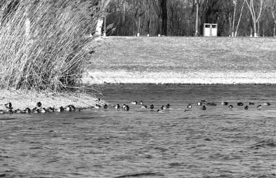 野兔子怎么过冬，野兔子怎么过冬的（百余野鸭大运河森林公园越冬）