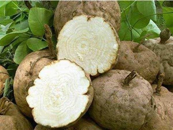 葛根怎么泡水喝，葛根泡水喝有什么作用和功效（润肺、润燥、养胃效力强）