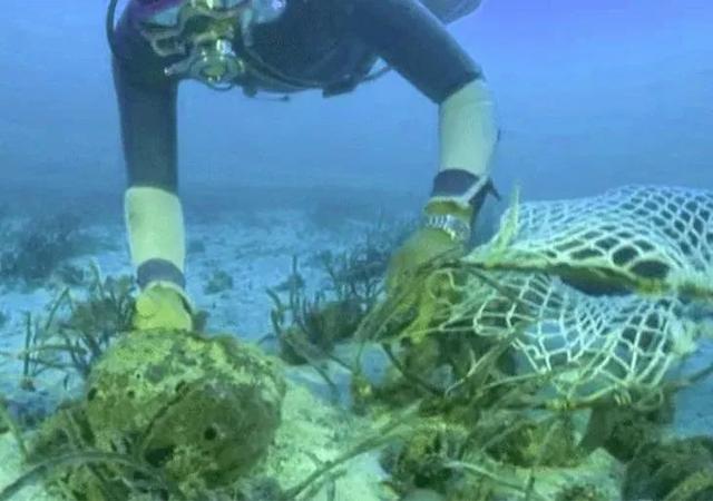 护肤海绵的选择与护理，海绵宝宝皮肤护理（用加勒比海底的海绵）