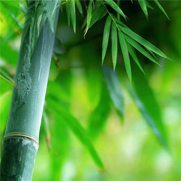 新竹高于旧竹枝这首诗的作者是谁，新竹高于旧竹枝这首诗的作者是谁拼音（跟着镜头品诗词）