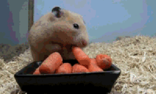 胡萝卜发芽了还能吃吗，胡萝卜发芽还能吃吗（胡萝卜发芽可以食用吗）