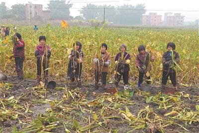 怀集300亩茨菰获丰收，茨菰怎么读