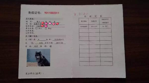 带宠物出国全攻略，能带宠物出国旅行吗（手把手教你如何携带宠物出境）