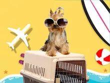 带宠物出国全攻略，能带宠物出国旅行吗（手把手教你如何携带宠物出境）