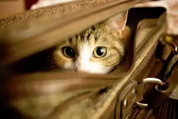 带宠物出国全攻略，能带宠物出国旅行吗（手把手教你如何携带宠物出境）