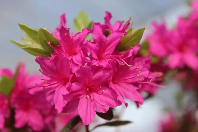 映山红和杜鹃花的区别，野生杜鹃和映山红有什么区别（杜鹃的四个最主要的品种）