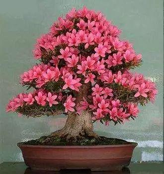 映山红和杜鹃花的区别，野生杜鹃和映山红有什么区别（杜鹃的四个最主要的品种）