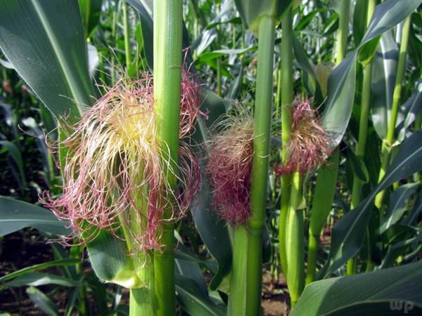 甜瓜的功效与作用，甜瓜的功效与作用 图片（推荐吃4种水果）