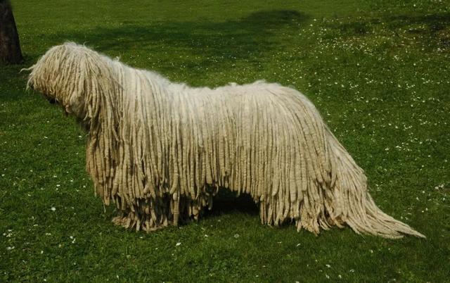 波利犬，来自匈牙利的四种犬（波利犬和可蒙犬的区别）