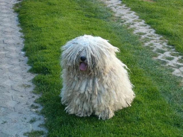 波利犬，来自匈牙利的四种犬（波利犬和可蒙犬的区别）