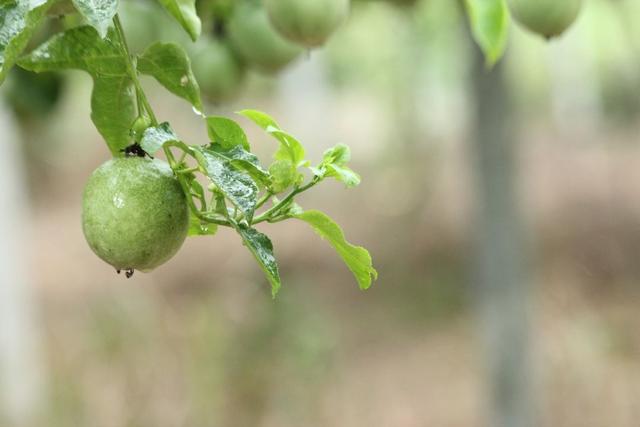 百香果怎么吃有减肥的功效，百香果怎么吃减肥效果最好（刚切开香气就狂涌出来）