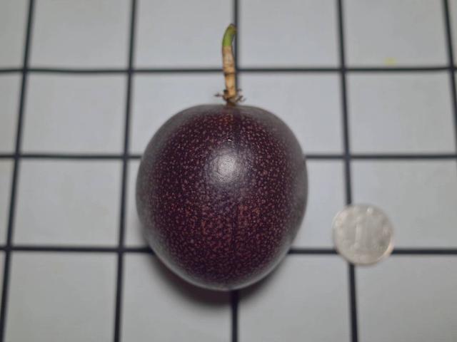 百香果怎么吃有减肥的功效，百香果怎么吃减肥效果最好（刚切开香气就狂涌出来）